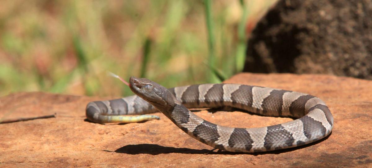 Snakes Alive Copperhead Other Snake Encounters More Likely As Days Shorten Weather Cools Local News Tulsaworld Com