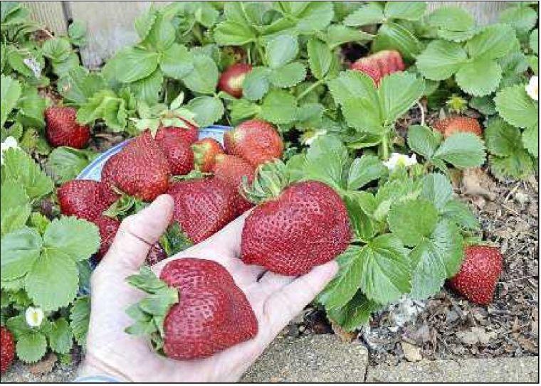 Strawberry Steroids Tulsaworld Com Instead of candies, it costs regular money. strawberry steroids tulsaworld com