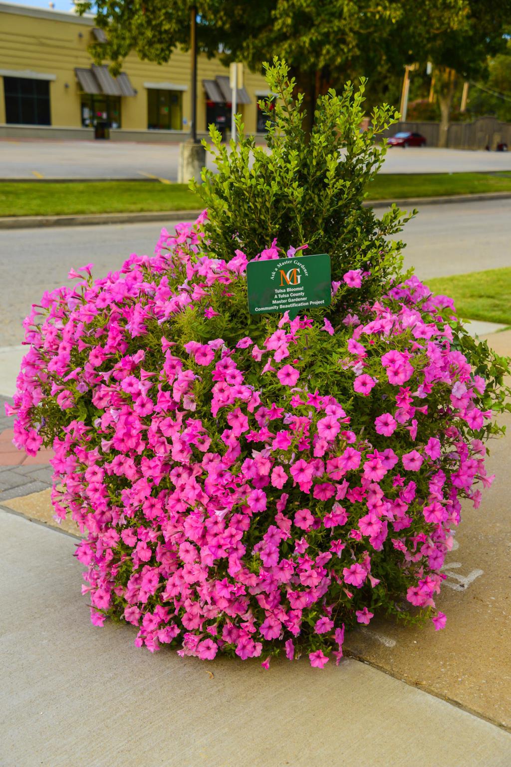 Master Gardener Plants Proven To Grow Well In Oklahoma Home Garden Tulsaworld Com