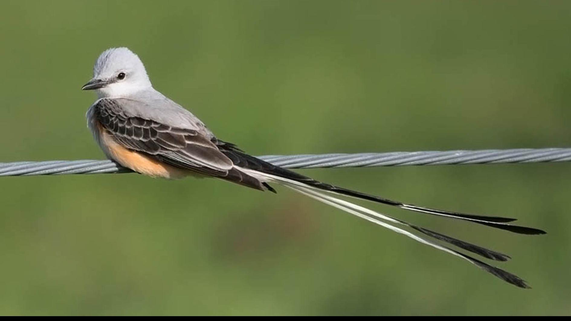 Silent Spring Moment Oklahoma Ornithologists See Challenges With