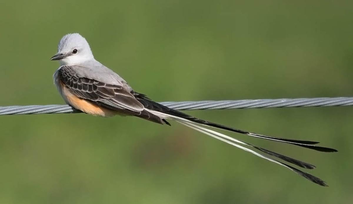 Silent Spring moment': Oklahoma ornithologists see challenges ...