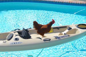A Texas family chicken worthy of an obituary