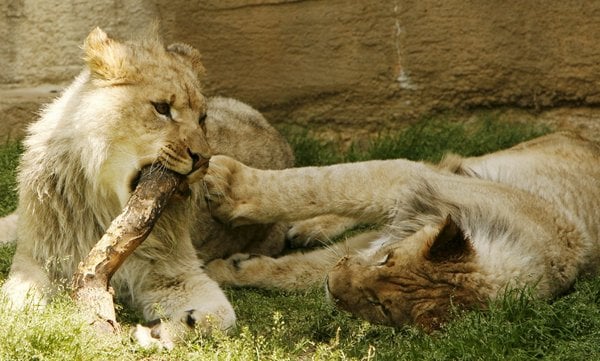 Zoo animals live long lives Zoo animals live long lives