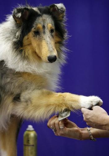 351px x 500px - Collie Club of America competition brings thousands of dog-lovers to Tulsa
