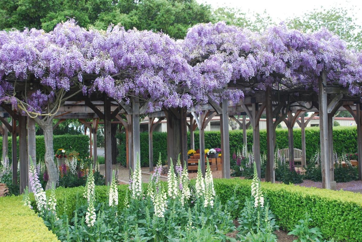 Wisteria