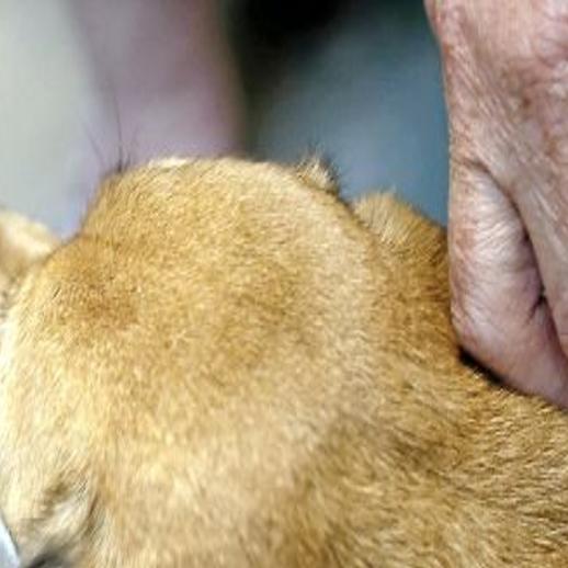 Pet Calendar Adoption Events Storm Relief And Tips To Keep Pets