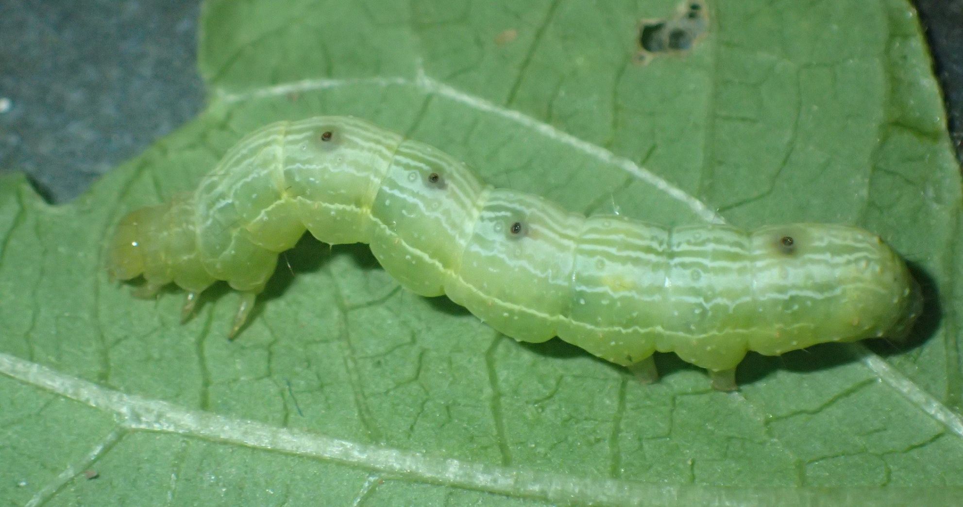 caterpillar ed rust