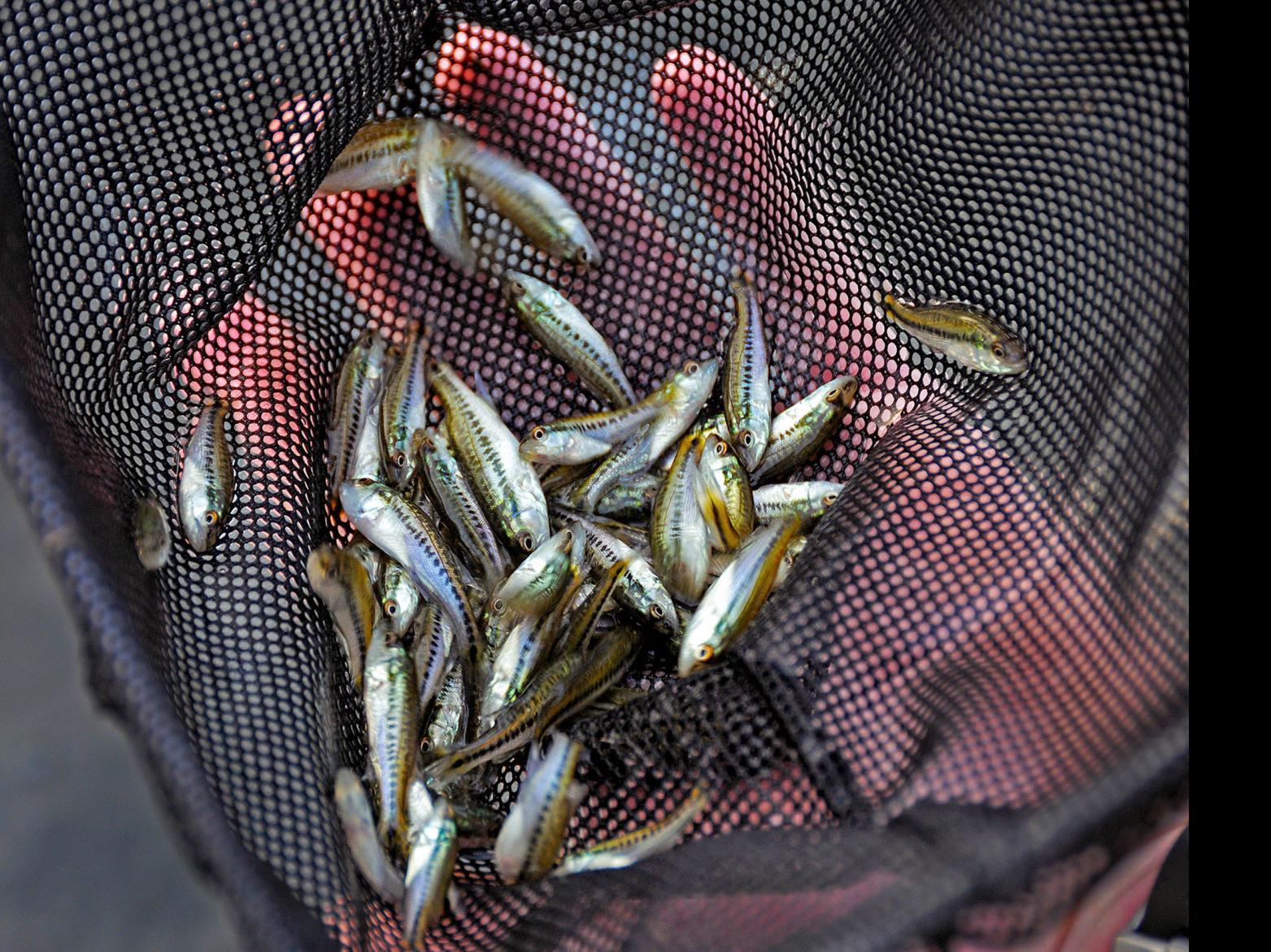 Kelly Bostian Fish Stocking Report Ignites Grand Lake Hybrid Bass Debate Bostiancolumn Tulsaworld Com