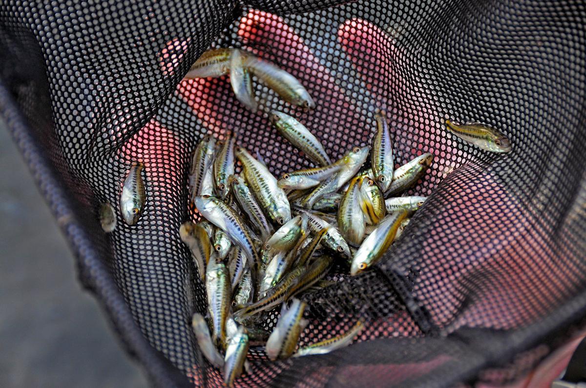 Kelly Bostian Fish stocking report ignites Grand Lake hybrid bass debate
