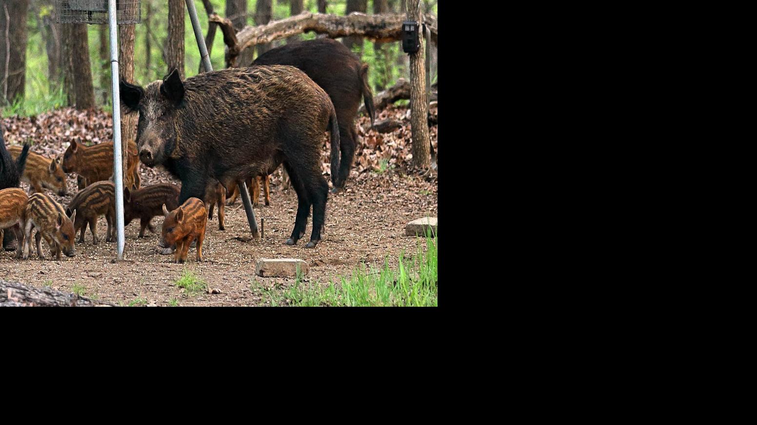 A Messy Dilemma Feral Hogs Make Their Way Into Tulsa City Limits