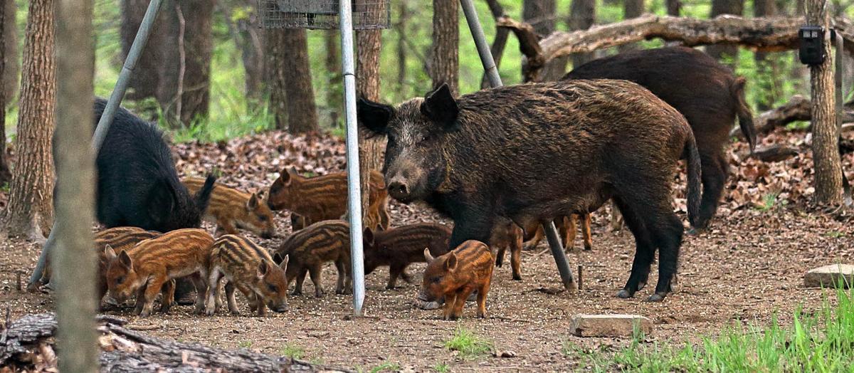 A Messy Dilemma Feral Hogs Make Their Way Into Tulsa City Limits