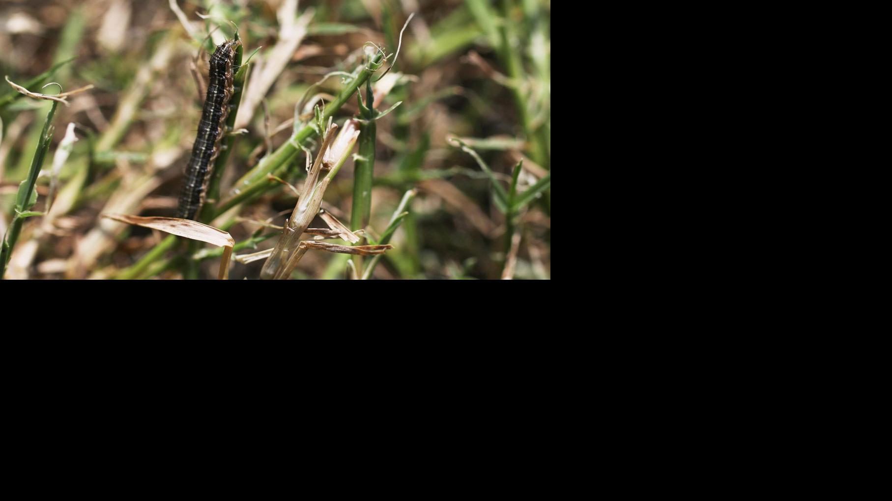 Master Gardener: Armyworm invasion can be destructive | Home & Garden