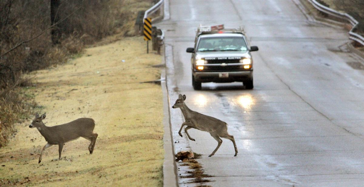 Roadkilled deer don't all go to waste, but warden warns salvagers to