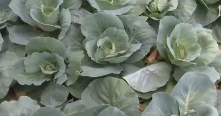 BOOSTING AGRICULTURE IN TOBAGO