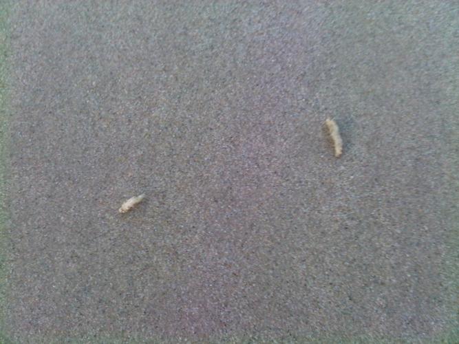 What Are The Little White Worms On My Ceiling Shelly Lighting