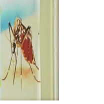 CARIBBEAN MOSQUITO AWARENESS WEEK