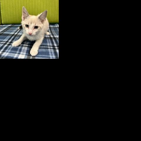 Meet adoptable pets at SPCA of East Texas for week of Dec. 23-29, 2024 | Local News