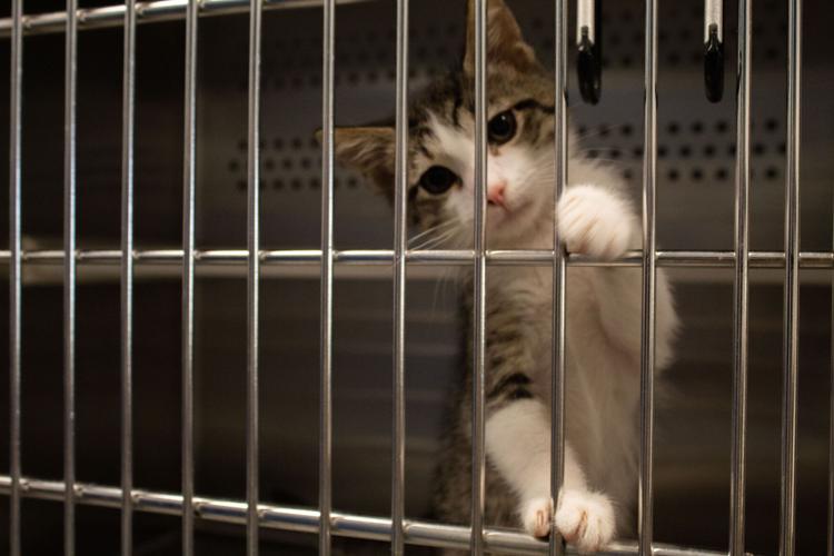 Tyler animal shelter waiving adoption fees in August with donations | Local  News 