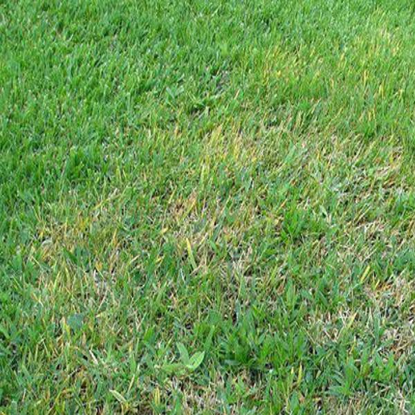 The Best Way To Fight Brown Patch In St Augustine Grass Is