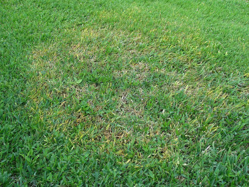 The Best Way To Fight Brown Patch In St Augustine Grass Is Through Prevention Columnists Tylerpaper Com