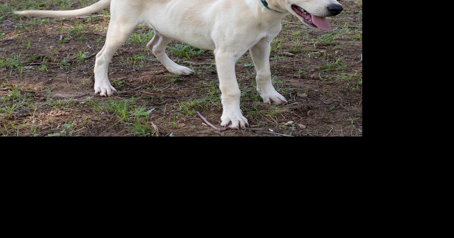 Pet of the Week: Bingo | Local News