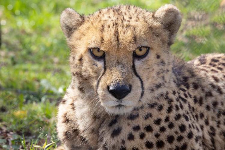 Caldwell Zoo welcomes three cheetah cubs | News | tylerpaper.com