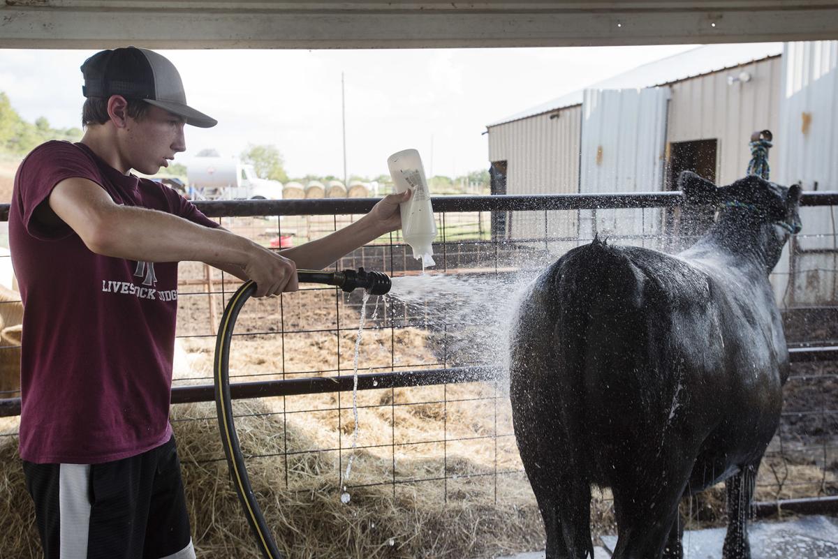 20180905_Arp_Fair_Cows_01web.jpg