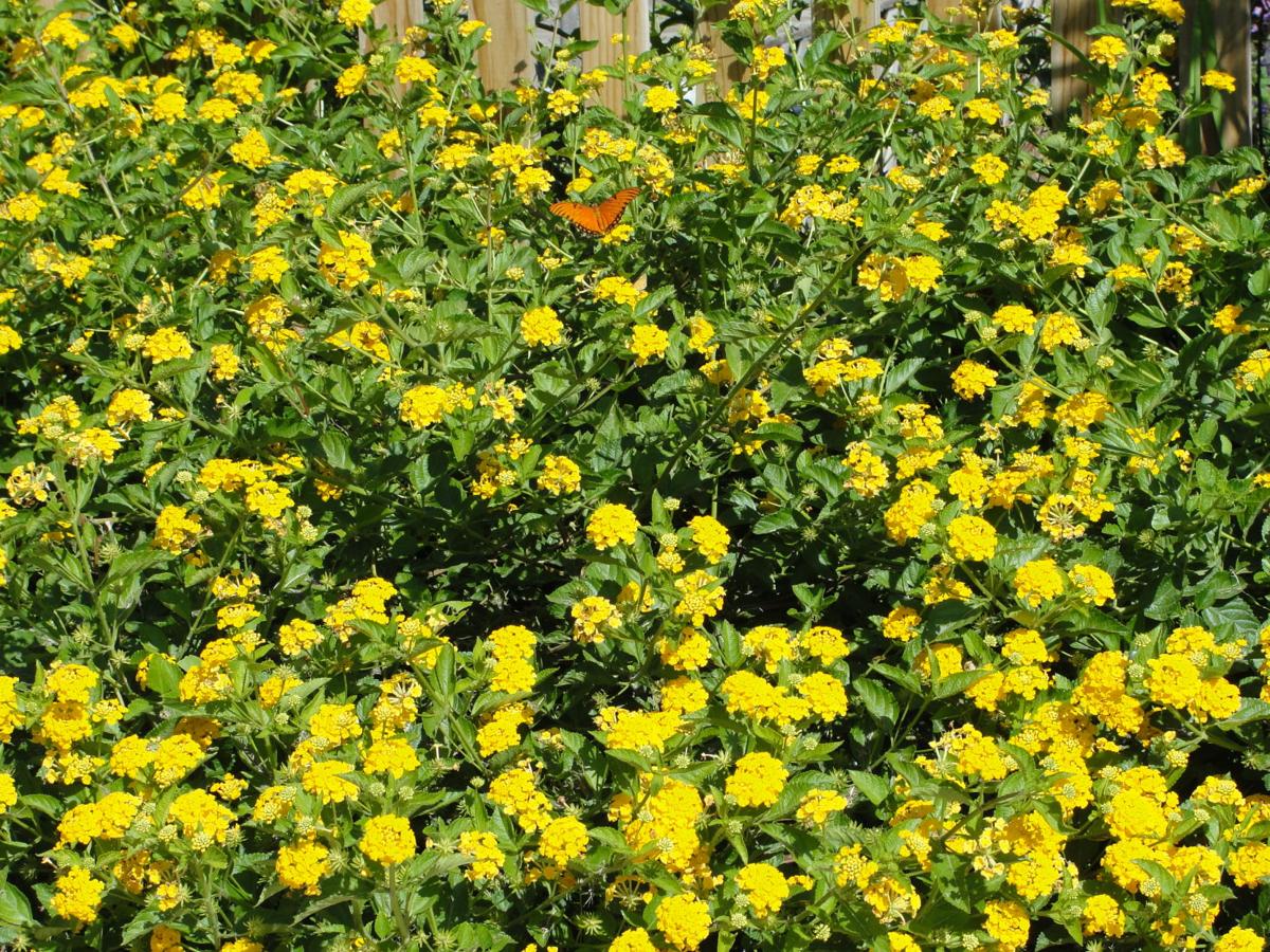 Texas Superstar plants have demonstrated outstanding