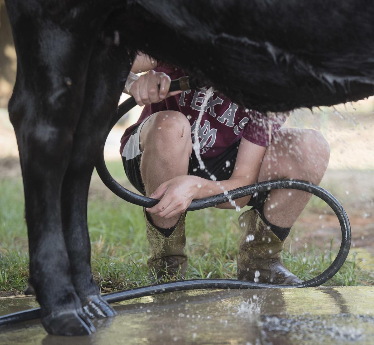 20180905_Arp_Fair_Cows_03web.jpg