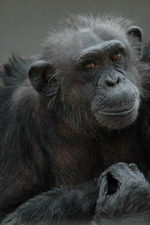 The Wheels Were Always Turning Chimpanzee Rescued From Lab Research Dies At 51 Local News Tylerpaper Com