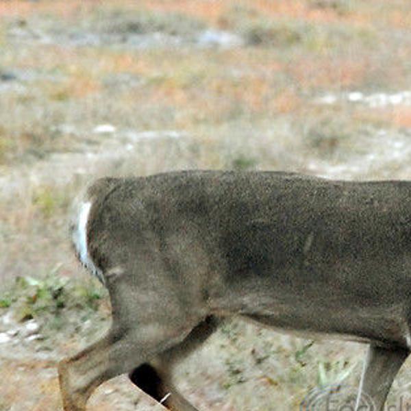 How to Score a Deer: The Antler Scoring System