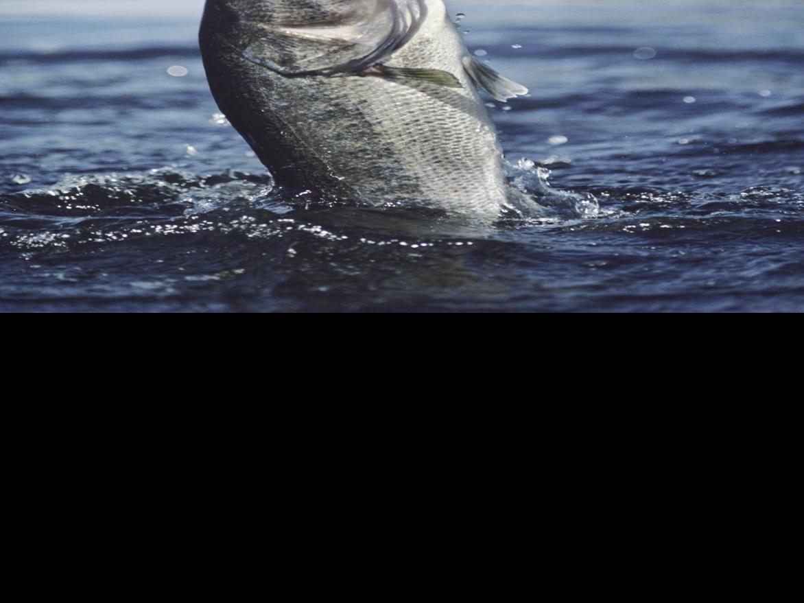 Texas Fishing Report Texas All Outdoors Tylerpaper Com