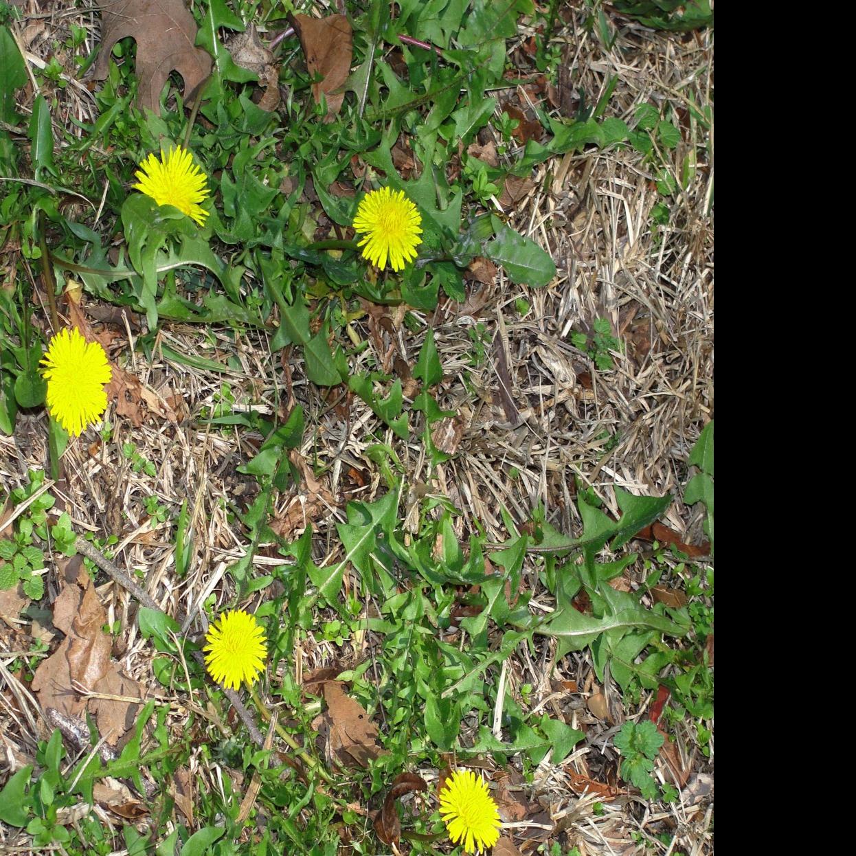 Control Winter Weeds In Your Lawn Lifestyle Tylerpaper Com