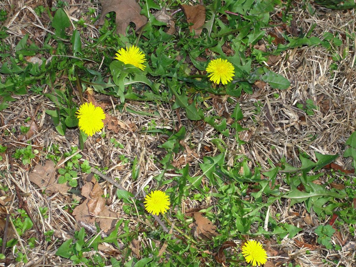 Control Winter Weeds In Your Lawn Lifestyle Tylerpaper Com