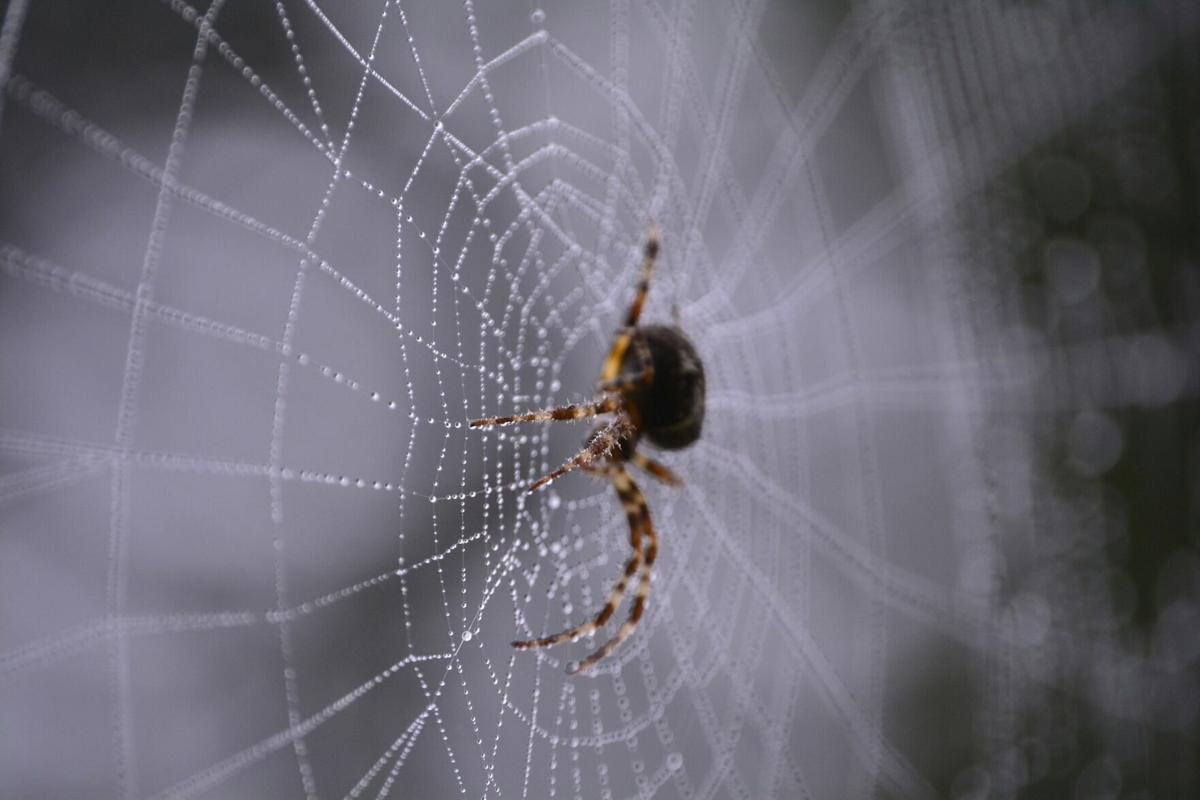 Spider webs entomb a field