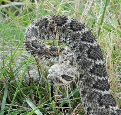Life Saver Snake Avoidance Clinic Planned For Hunting Dogs House Pets News Tylerpaper Com