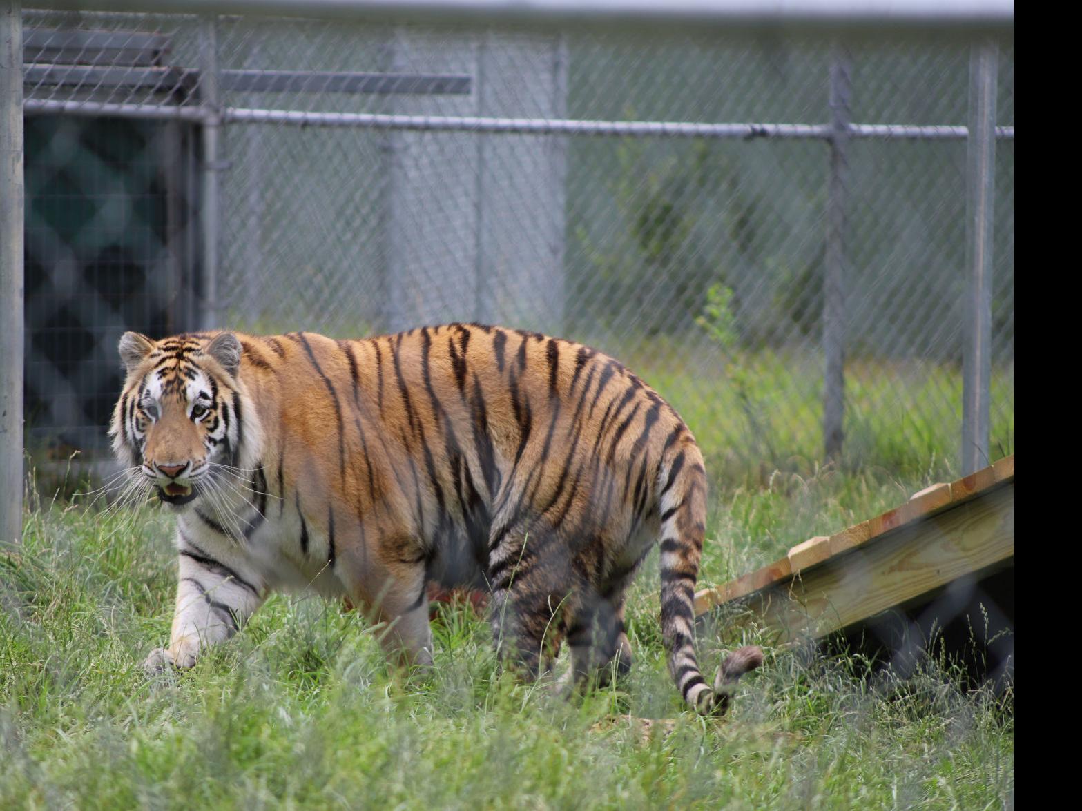 Tiger Found In Abandoned Houston House Gets New Name Home At Cleveland Amory Black Beauty Ranch Local News Tylerpaper Com