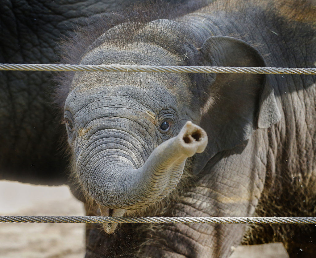 Newborn elephant at Houston Zoo welcomed, appears thriving | Family