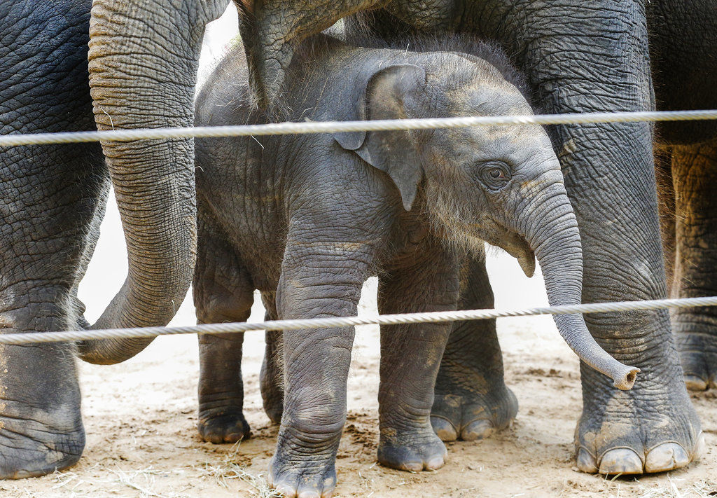 Newborn elephant at Houston Zoo welcomed, appears thriving | Family