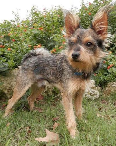 Pet of The Week 11-22