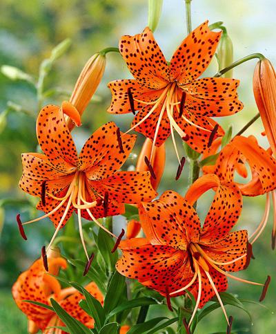 Tiger lilies can draw attention to the home garden ...