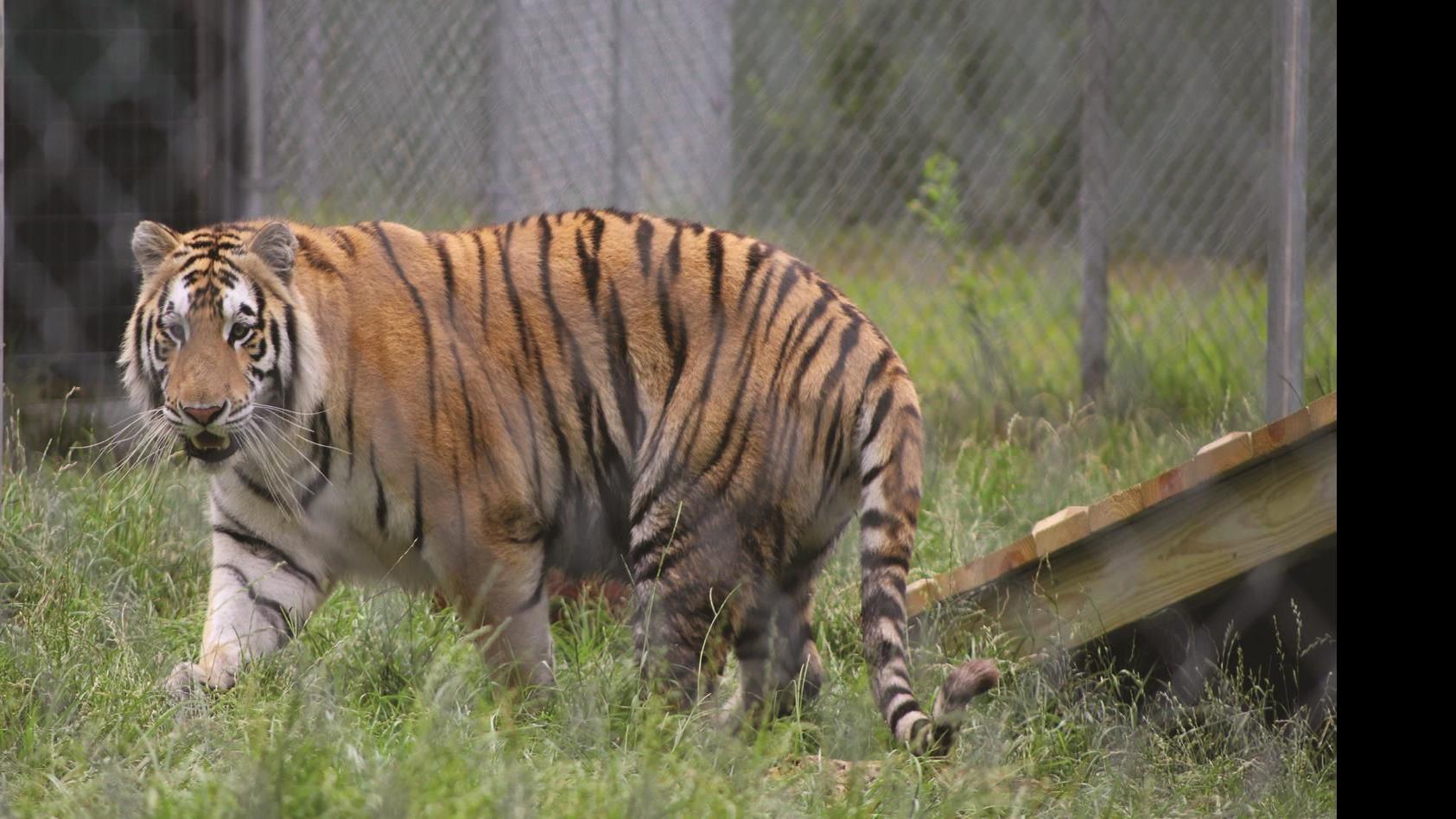 Tiger Found In Houston House Gets New Home In East Texas Tylerpaper Com