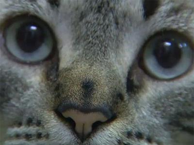 Browser The Cat May Not Be Evicted From Texas Library After All