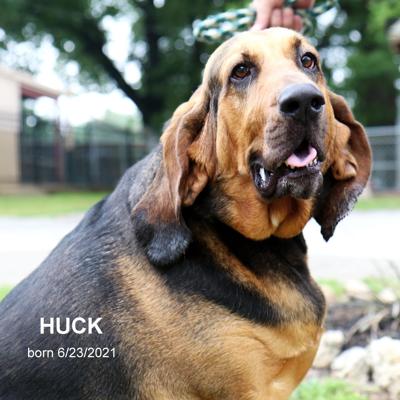 Huck, named.JPG
