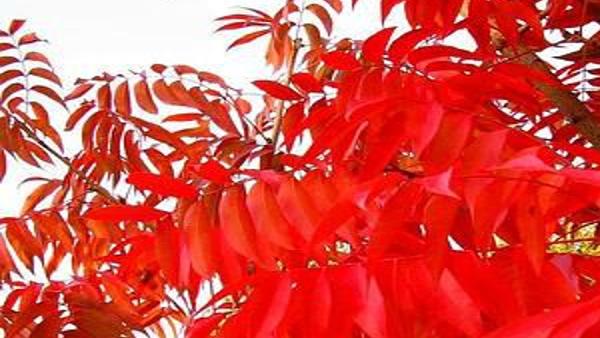 Chinese Pistache Is A Great Superstar Shade Tree For Texas Lifestyle Tylerpaper Com
