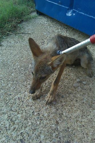 Ordinances address city's stance on wild animals | Local News | Ordinances address city's stance on wild animals | Local News |