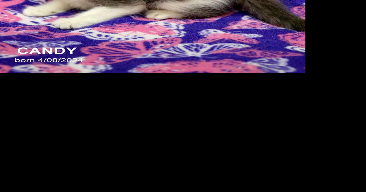 Pet of the Week: Candy | Local News