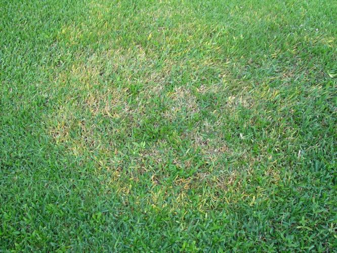 Turn sprinklers off to control brown patch | Lifestyle | tylerpaper.com