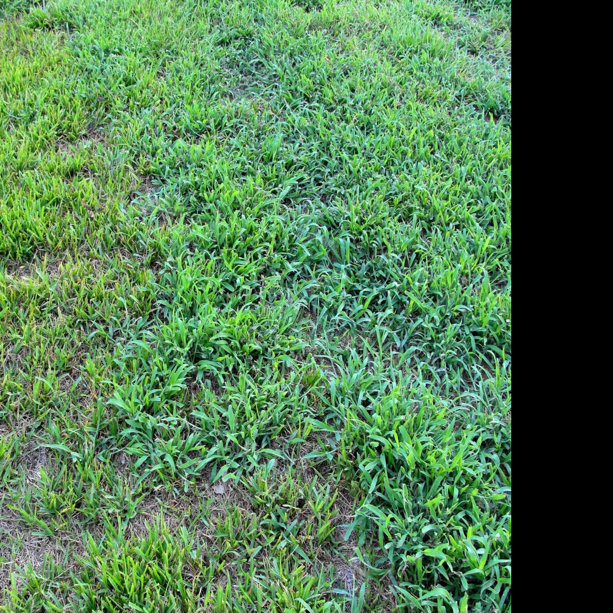 Now is the time to apply pre-emergent herbicide to your lawn ...