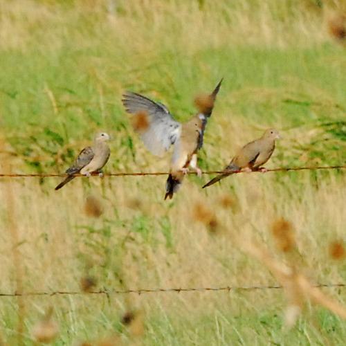 Opening day dove hunt planned Texas All Outdoors